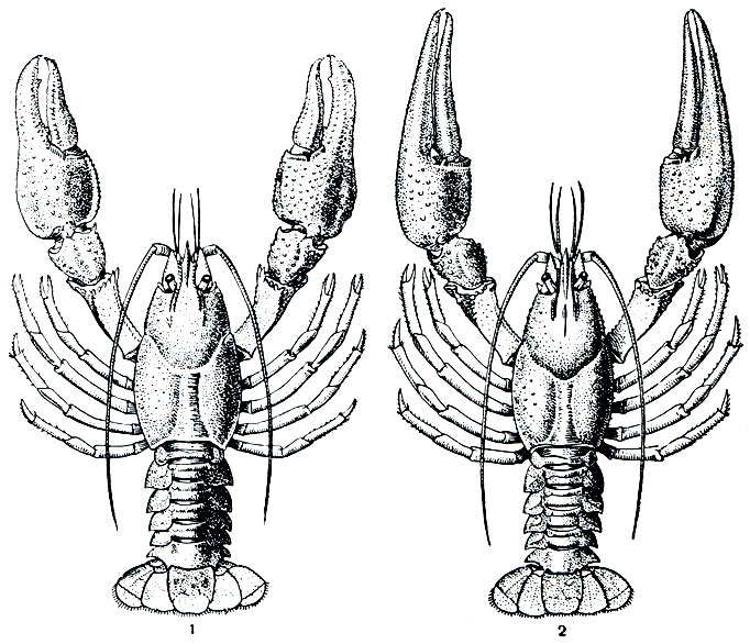 . 287.  : 1 -   (Astacus astacus); 2 -   (. leptodactylus)
