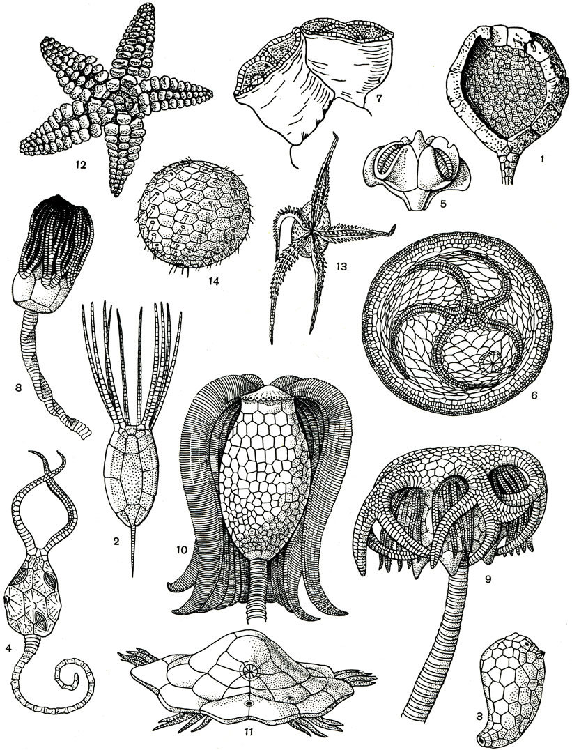 . 122.  .   : 1 - Trochocystites bohemicus (), 2 - Rhipidiocystis baltica ( );   : 3 - Aristocystites bohemicus ( ), 4 - Pleurocystis filitextus ( );   : 5 - Anthoblastus brouweri ();   : 6 - Agelacrinites ephraemovianus (), 7 - Cyathocystis plautinae ( );    : 8 - Platycrinus symmetricus (), 9 - Gilbertsocrinus tuberosus (), 10 - Acrocrinus amphora ();   : 11 - Volchovia volborthi ( );    : 12 - Macroporaster matutinus ( );   : 13 - Bundenbachia beneckei ( );    : 14 - Bothriocidaris pahleni ( )