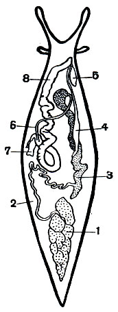 . 55.     (Limax maximus): 1 -  ; 2 -  ; 3 -  ; 4 - ; 5 - ; 6 - ; 7 - ,     (8)