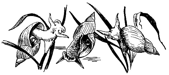 . 57.   (Lymnaea stagnalis)