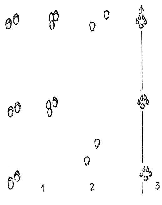    : 1 -       -       (, , , , )    ;              ;          ; 2 -    (    );   ,       ; 3 -   ''  '';    , ,       - ,      ;       .