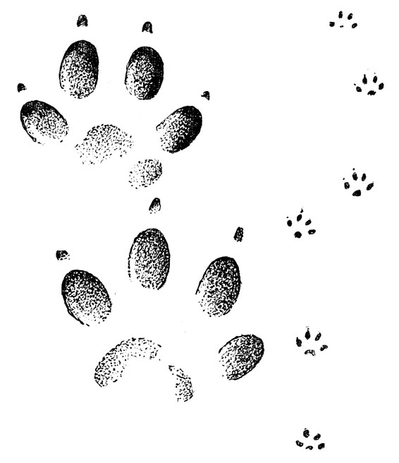         (. .).   ,     ,   .   , .