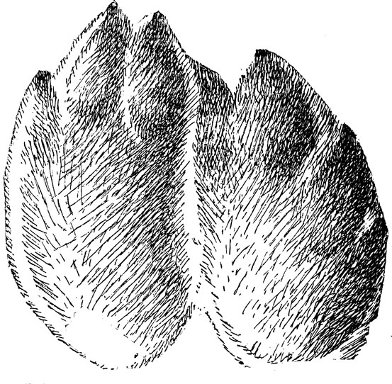     ,       (. .) (.  . . 46),  ,  .