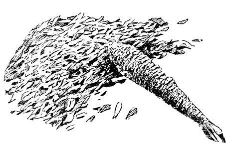  ,        .            ( .).