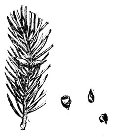  , ''    ;  -    (.).