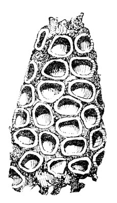  ,    ,     .  ''      ;      ( .).