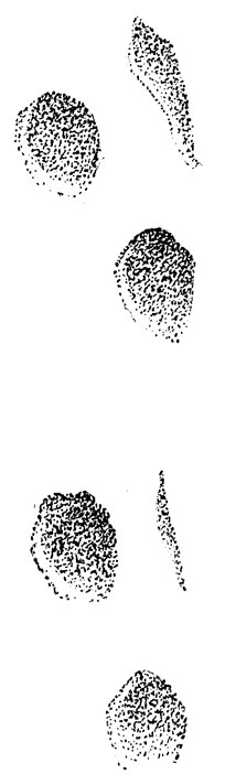   ,      .    - ,     (. .).  , .