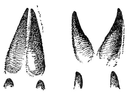  -       ,  -     (. .).  ,  (  . . ).