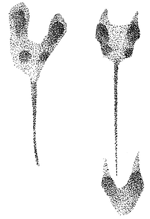  -          ,  -    (. .).  .