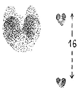        (. .).       ,   ,    ,   