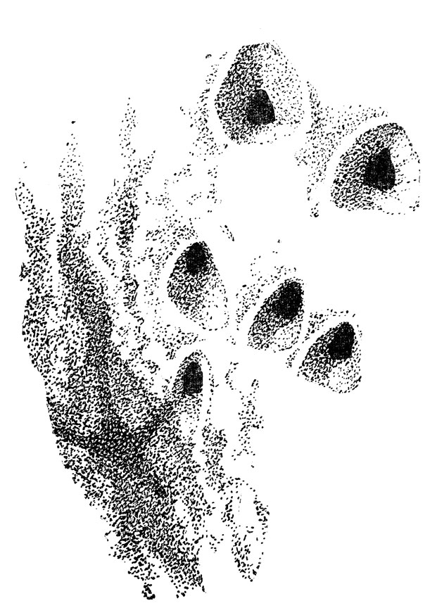             .     1946   .  ,      5-  .  ,  ,    ,   .