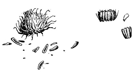  - '' ,  ,  -   (. .).