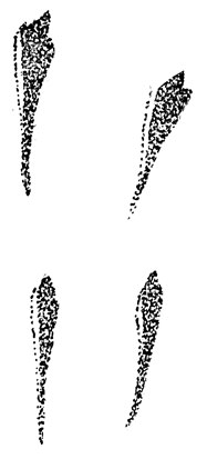      ()     (. .).     ,   ,       ,           (.         -  .