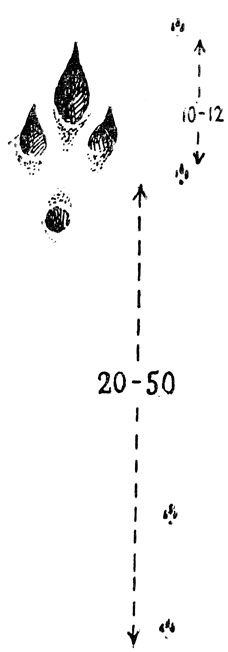     (. .)   .  ;   -    .  .