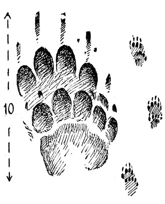            - .      ;      (.).