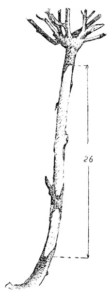  ,   ,  .     '' ,     - (.).  .