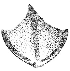    () - (. .).  ,     ,     .