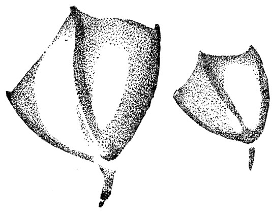    - () -   - -  (. .).  ,  , ;      .        ,   .