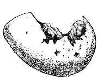   ,   (. .).     . ,     ,   ,     . .