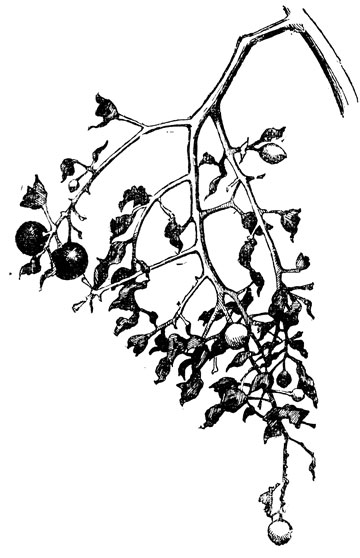  ,    (.).         .   ,   ,    , .  .