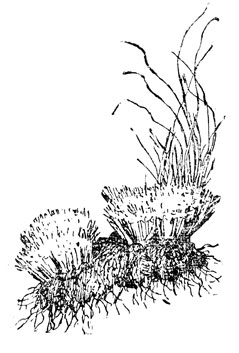    (),      (.).  -     .  , .