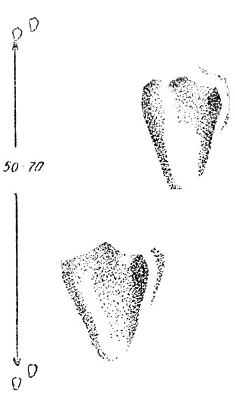             (. .).      ,   ;      .  -, , .