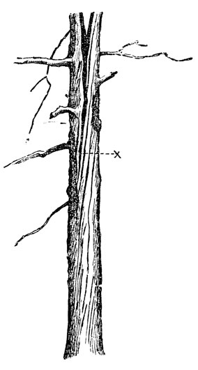      .    ,   4,5  -   65   -   ( ).   ,  .