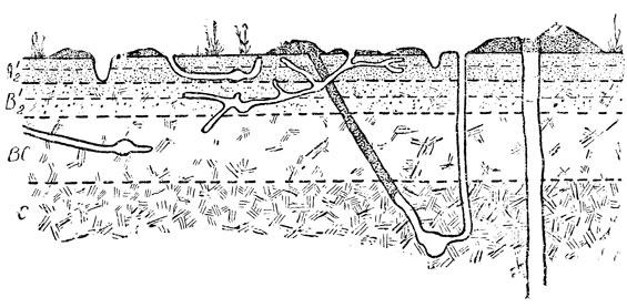             .  :     ,  ,   ,           '',   .