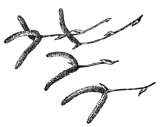       -   ,     (. .),  , .