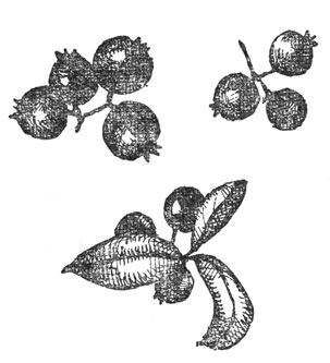         (. .).  25        .  , .