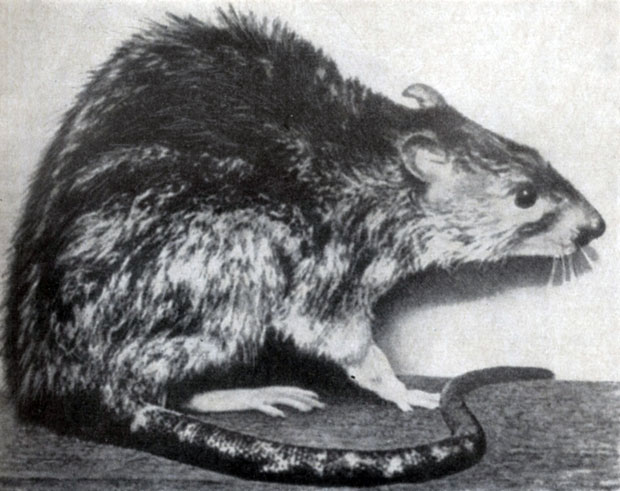 ����� �����, ��� �����, ������������ �� ��������� �����, ����������� �� ����� ������� ����