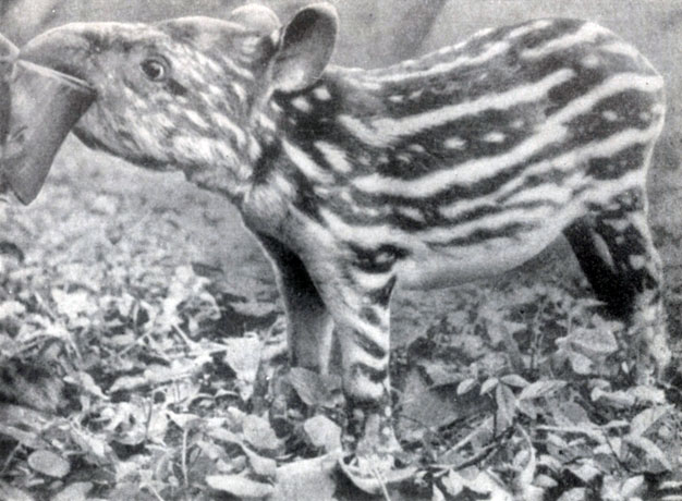 ������� �����. ��������, ��� ��������� �����-�� ������� ������ ����� ������