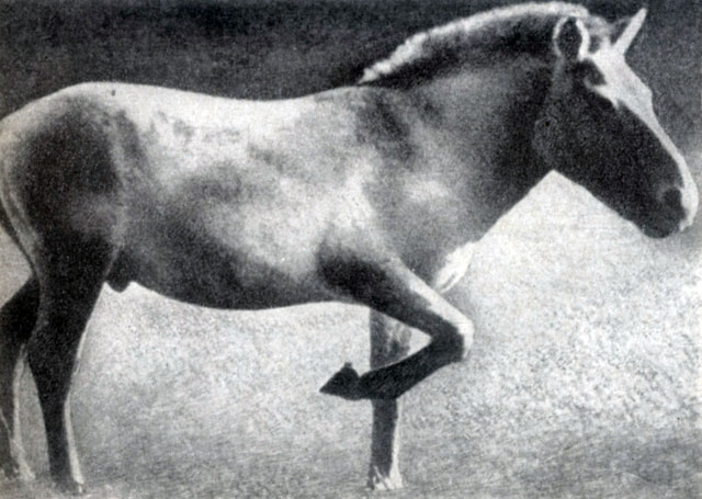 ������ �������������. ������������ ��������� ��� ����� �������