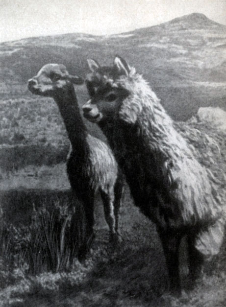 ������ �� ����� - ������� (�����) � �������. ������ - ������������ ������� ������