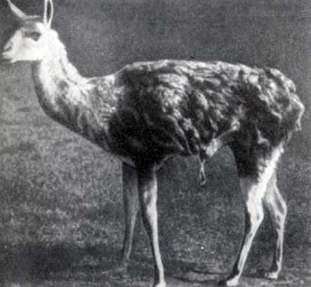 ��������� ����� �������� - �������