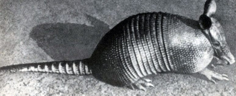 ��������� ����� ���� - ������������� ����������