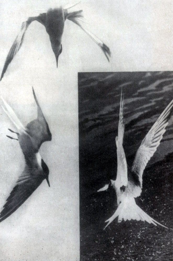 �������� ������ - ������������ �����! ������ � ���� ��������� ��� ������ ��� �� ������� �� �������