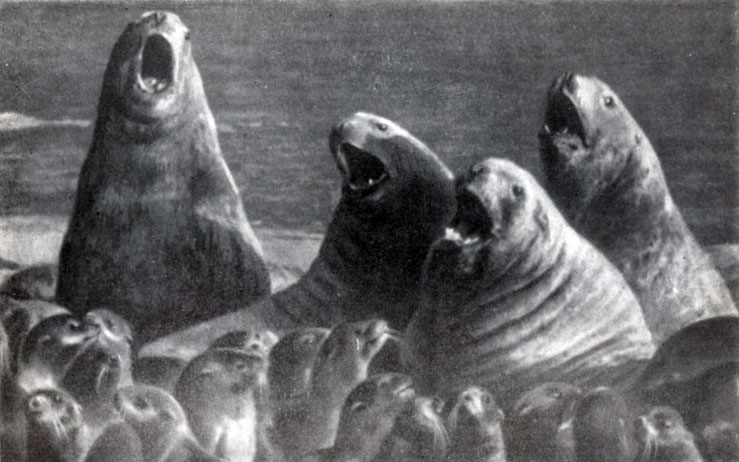 ������. ������� �������-�����. ����� �� ������� �������. ���� �. �. ��������