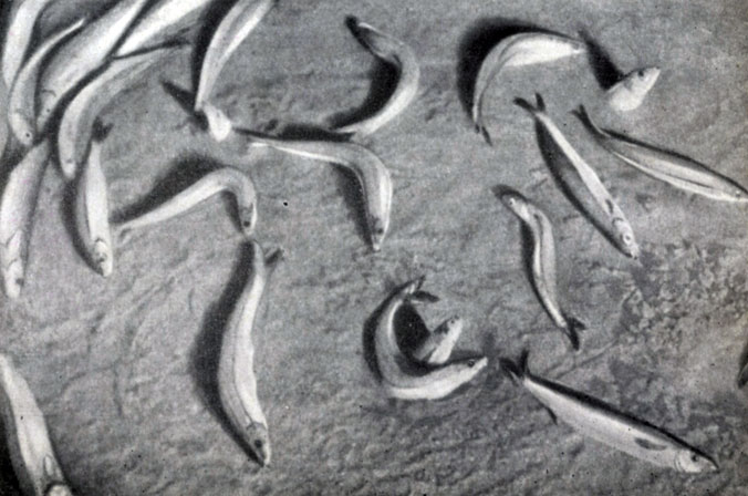 ������� - �������� ����: ����� ���� �� ������. ����� ���������� � �����, ������ ������ �� ������. ������, ��������� ������� �����