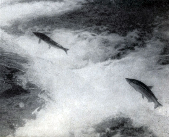 ������ ������������� �������� ������������ ��������