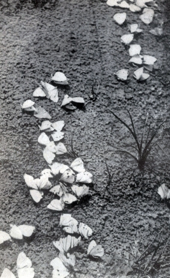 ��� ���������� ���� ��������� ������ � ���� �����. ���������� ������� ����� �� �����