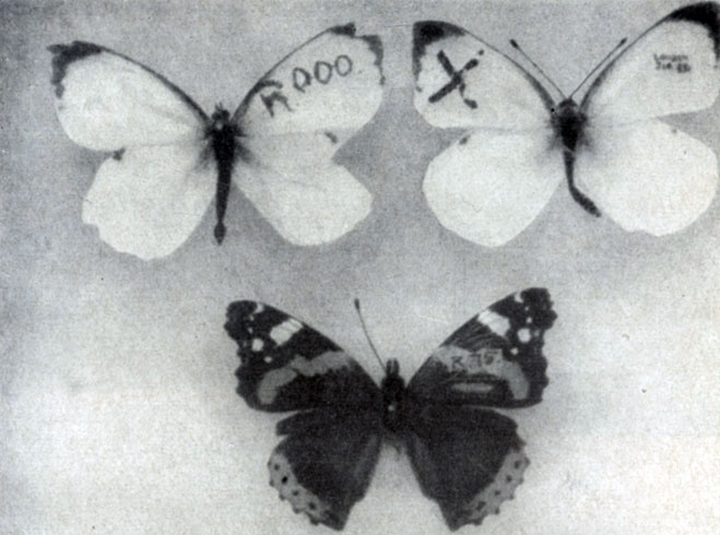 ������ ������� ������� ���������� �������