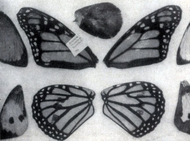 ������ ������� ������� ���������� �������