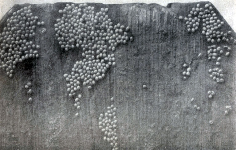 ����������� �� ������� ����� �������