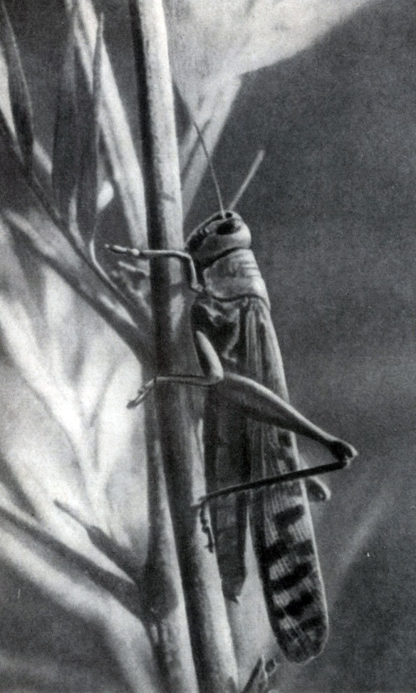 ������� �������