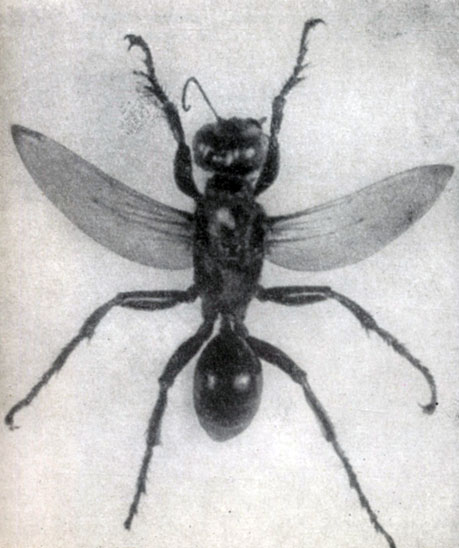 �������� ����������� ����������� ���������� - ���������� �����. ����� ���� �� ����� ������� �� ��������� ������������ �������