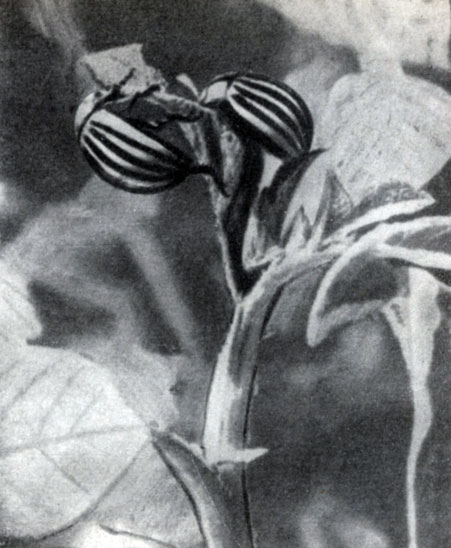 ����������� ����������� ����