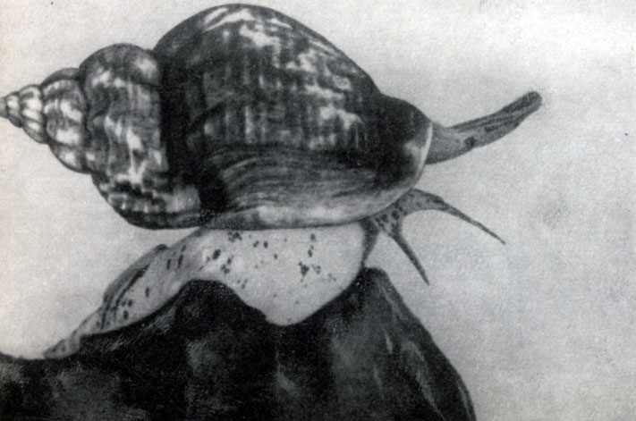 ���������� ���� ����� ����� (������ ��� '������'), ������ ����� ����� ��������������� ��� �� ����� ������