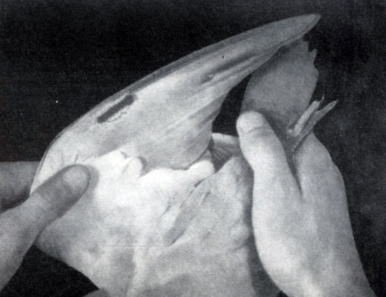 ����� ��������� ����������� � ������� �������, ����� �������� ��������, ������������� �� ����� �� ���������� ���� �����